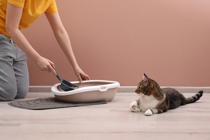 cat litter box