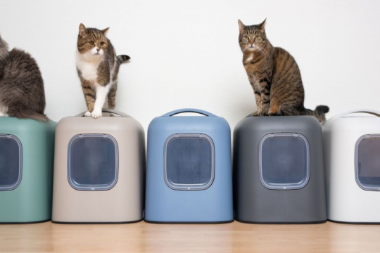 How Many Litter Boxes Should You Have per Cat?