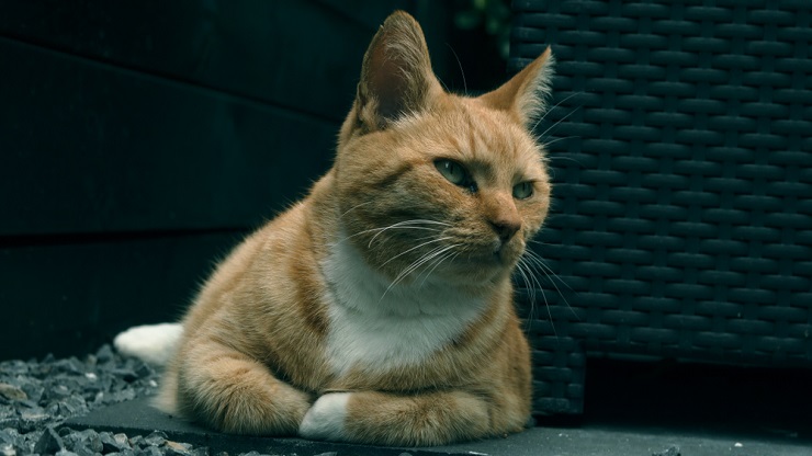 Image portraying a cat in a contemplative pose, highlighting the topic of kidney disease in felines and the importance of awareness and care.