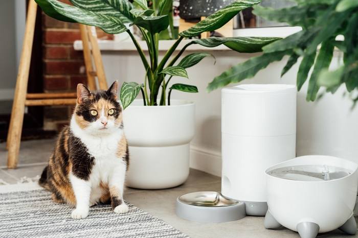 The image features a cat feeder designed to open based on a cat's microchip, providing controlled access to food and preventing other pets from accessing it.