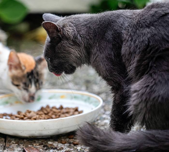 Multi-cat food competition.