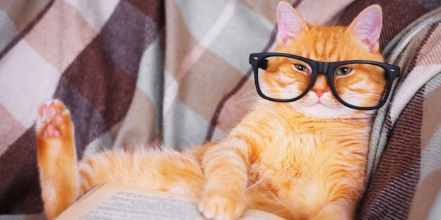 150 Best Nerdy Cat Names for Naming Your New Pet