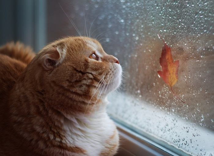 A serene scene featuring a cat nestled comfortably amidst nature, with its ears perked up to capture the calming sounds of the surroundings.