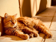 Cat basking in the sunlight, sprawled comfortably and enjoying a sunbath.