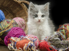 Fascinating image depicting a cat's fascination with a string.