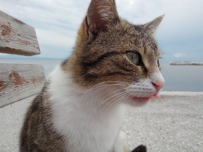 Endearing image of a cat with a playful 'blep' pose, tongue adorably sticking out, capturing a whimsical and cute moment.