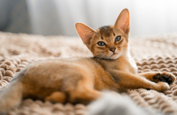 Beautiful brown cat, displaying its unique coat color and striking features.