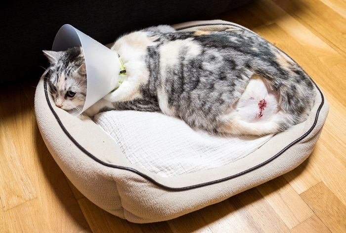 Image featuring a cat in recovery after surgery with a wound on its leg.