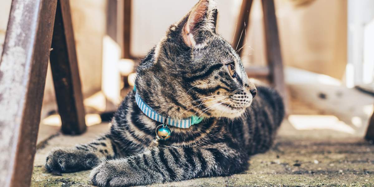 Cat with Bell Collar - Image