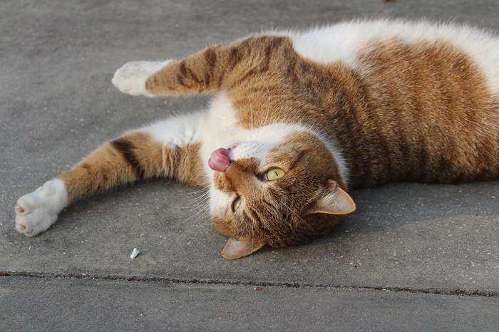 Charming image of a cat with a 'blep' expression, tongue sticking out in a playful manner, capturing a delightful and whimsical moment.