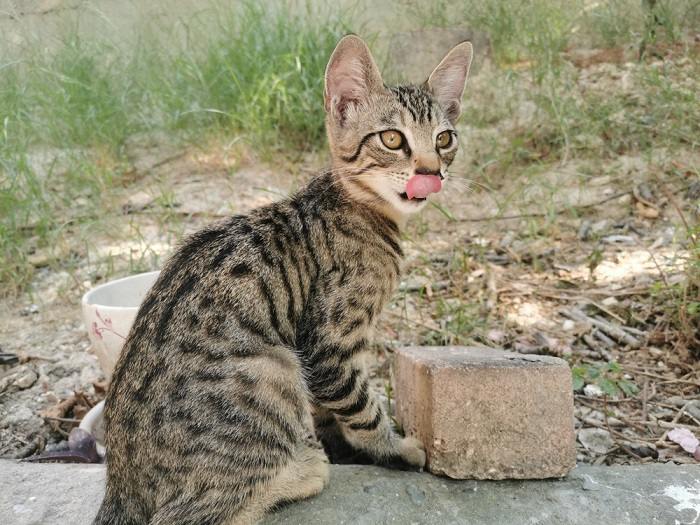 Image of a cat in a cute 'blep' pose, with its tongue playfully sticking out, showcasing a delightful and endearing moment.