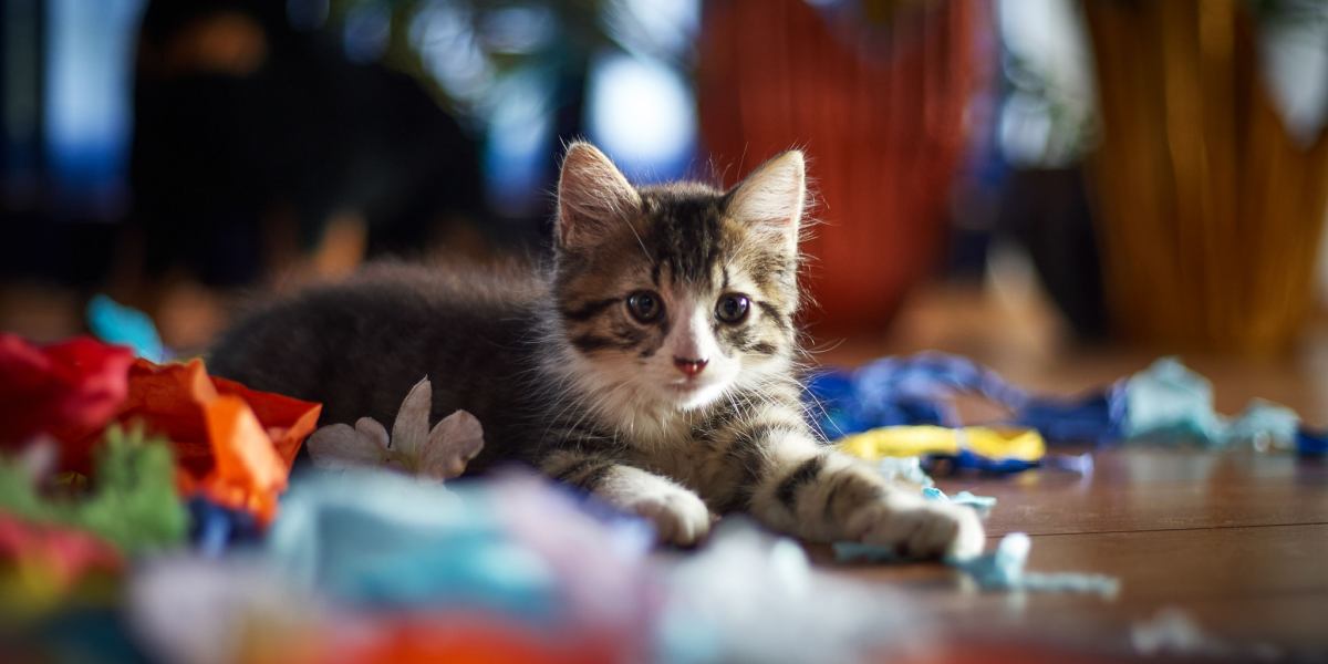 A creatively captured image featuring a cat playfully interacting with colorful paper, showcasing the feline's innate curiosity and penchant for exploring everyday objects.