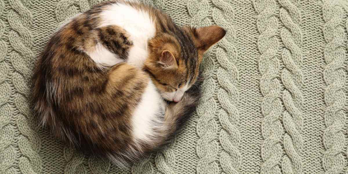 Cat curled up into a ball while sleeping.