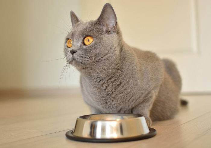 Cat eating from a food bowl. 