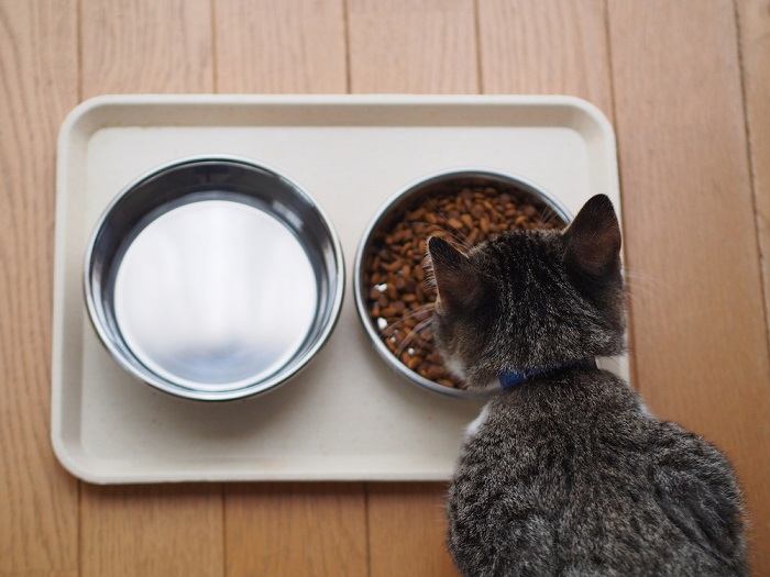 Focused cat eating its meal.