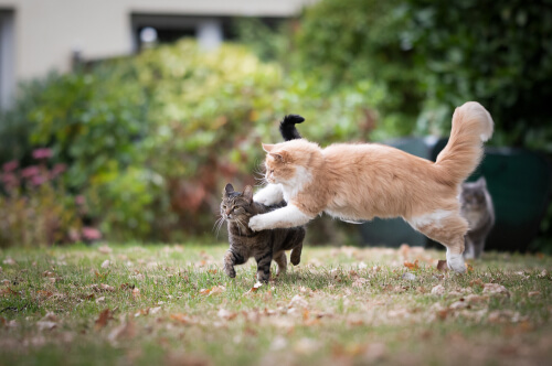 cat fight