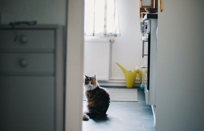 An image featuring a cat inside a bathroom, perched on a countertop near the sink. The cat's posture and alert expression suggest its engagement with the surroundings, highlighting its inquisitive nature and exploration of the bathroom environment.