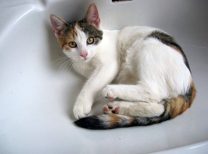 Curious cat exploring the bathroom, intrigued by the new environment and surroundings.