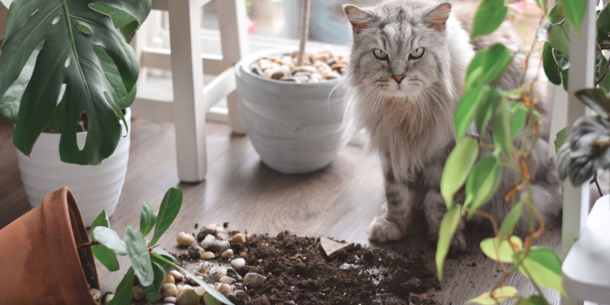 Playful cat exhibiting its curious nature by knocking things off a surface, displaying a mix of mischief and exploration.