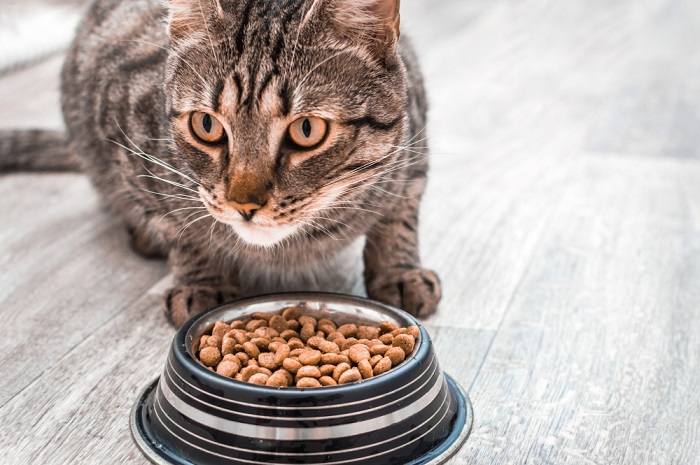 Observant cat while eating.