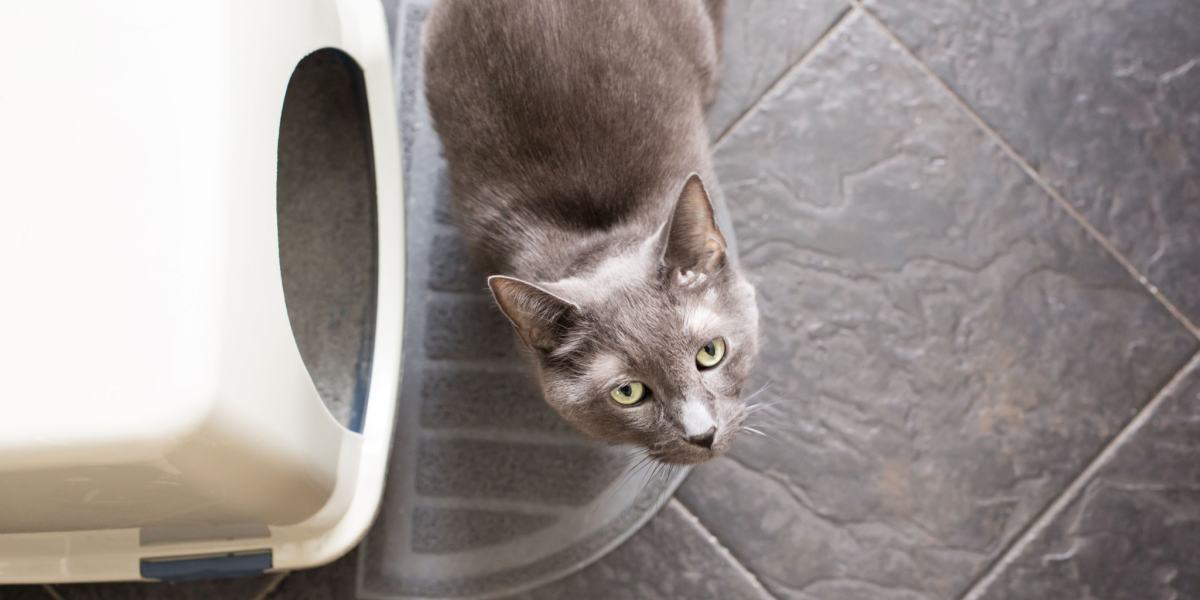 Cat next to a litter box.