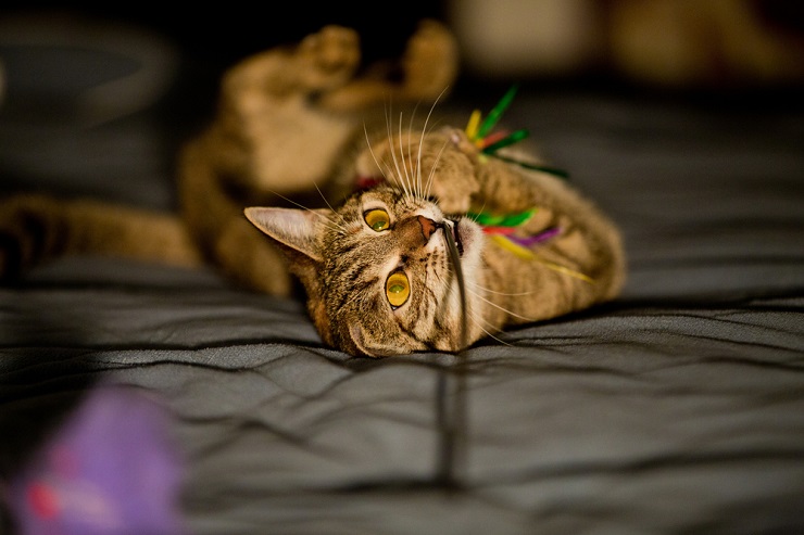 Playful cat engaging in nighttime antics, leaping and pouncing with boundless energy under the cover of darkness.