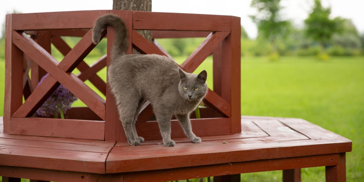 Cat exhibiting the classic behavior of raising its butt, highlighting their communication through body language.