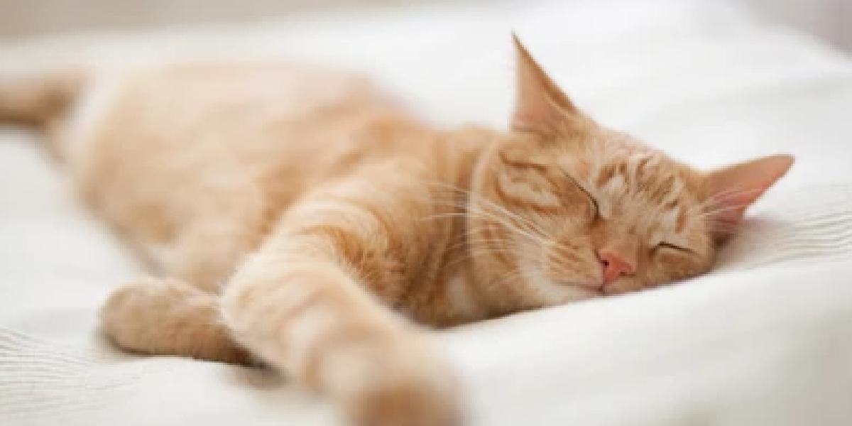 The image showcases a cat enjoying a peaceful nap, demonstrating their comfort and relaxation during sleep.