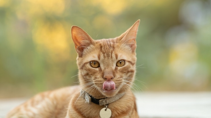 Macro view of a cat's tongue, emphasizing its unique rough texture adapted for grooming and other functions.