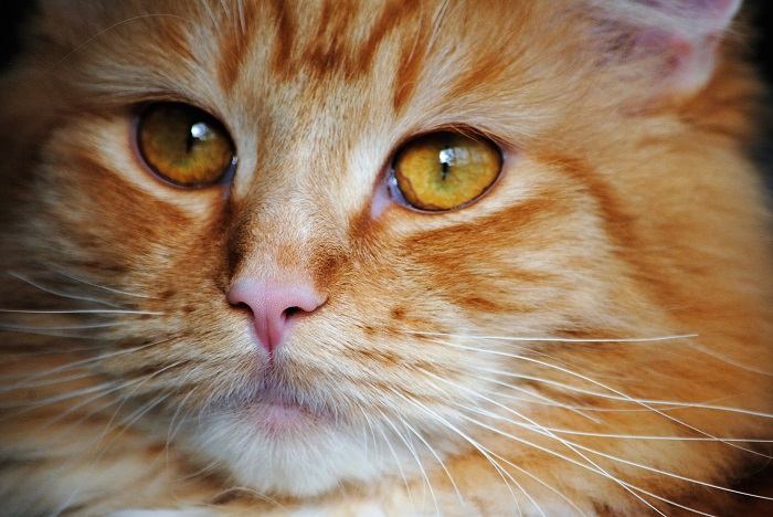 Macro image capturing the intricate details of a cat's whiskers, highlighting their remarkable length and sensitivity.