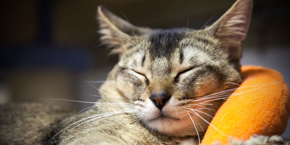 Close-up image showcasing a cat's whiskers, highlighting their sensitivity and role in detecting changes in the environment