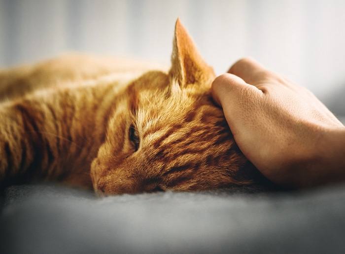 An image of a cat with a concerned expression, possibly suffering from Inflammatory Bowel Disease (IBD). 