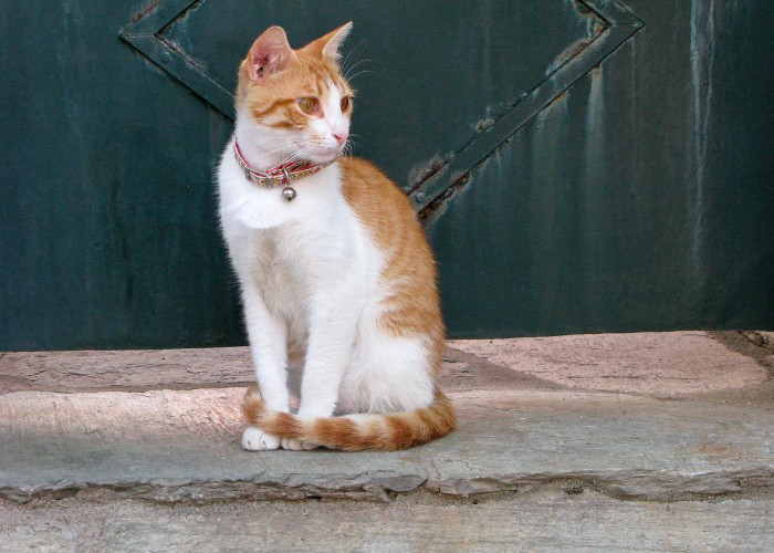 cat sitting with a bell collar