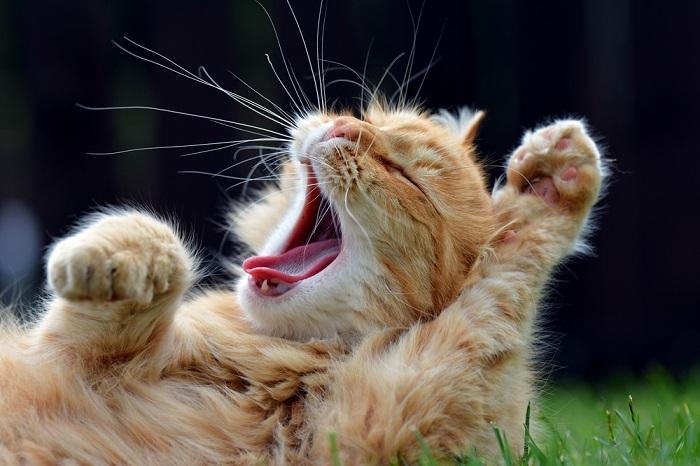 Young kitten displaying a defensive stance, hissing with cautious expression and raised paw.