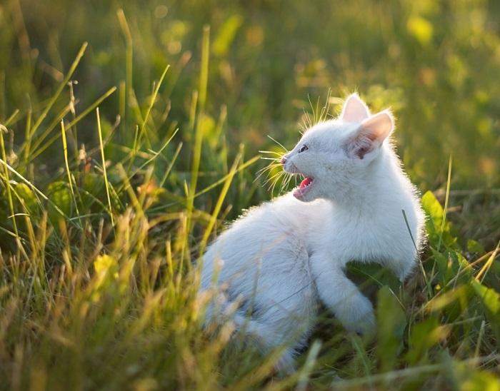 A fierce young kitten with fur bristling and a defensive hiss, boldly asserting itself in the face of a perceived challenge, embodying the instinctual nature of feline behavior.