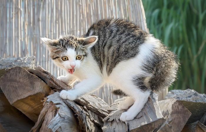 An image capturing a small kitten displaying a defensive posture.