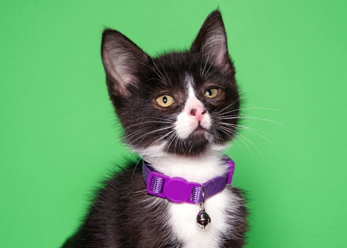 Kitten with Bell on Collar