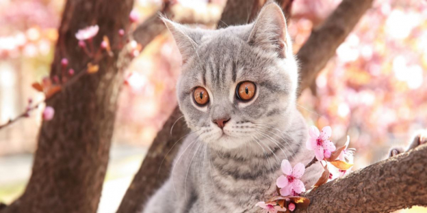 250 Best Majestic Cat Names