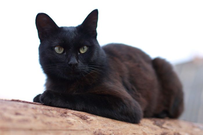 Black cat sitting gracefully, displaying a regal and composed posture