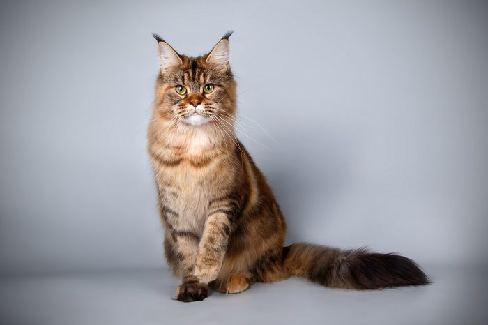 Fluffy brown cat, exuding coziness and charm with its luxurious fur