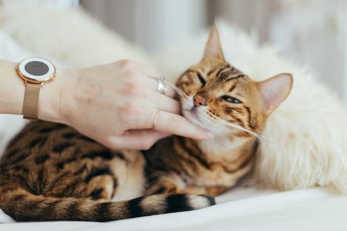 owner touching cat in the chin