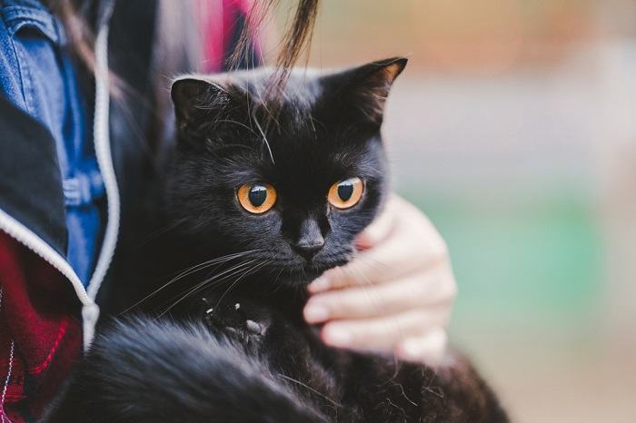 Unisex cat, highlighting the unique and neutral characteristics of this feline