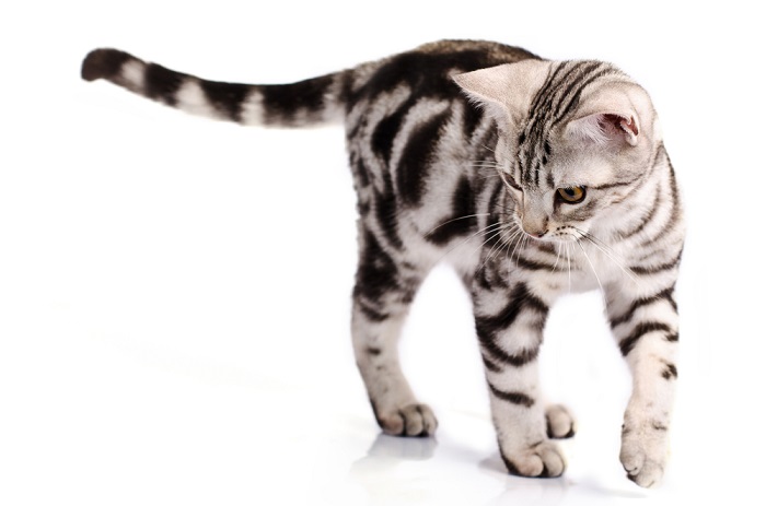 American Shorthair cat, showcasing its timeless and versatile appearance