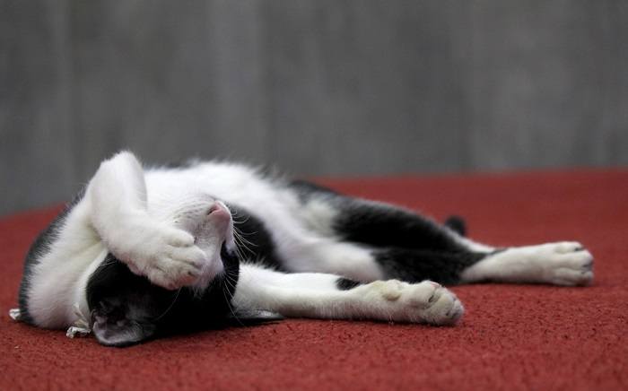 Black and white cat lounging on the ground