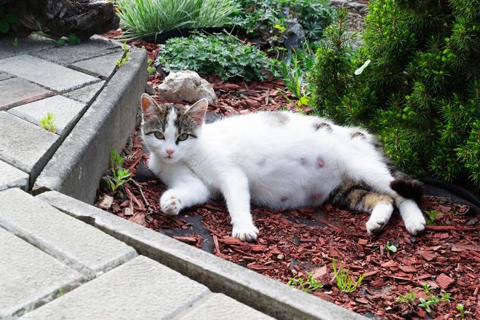 An image depicting a pregnant cat peacefully sleeping on the ground.