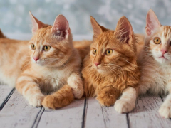 three American Bobtail Cats