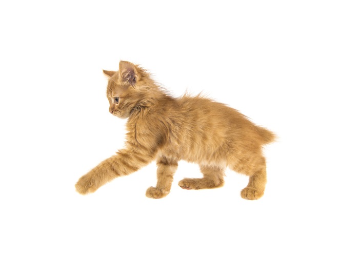 orange American Bobtail kitten