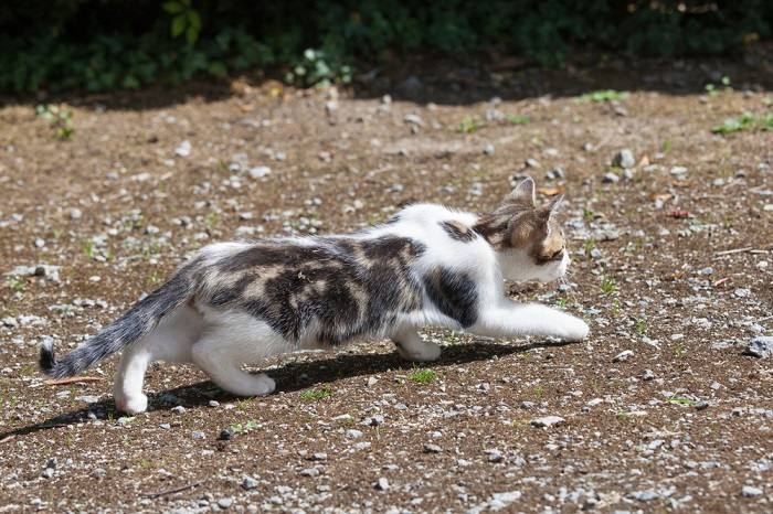 An image depicting a cat in a crouched position close to the ground.