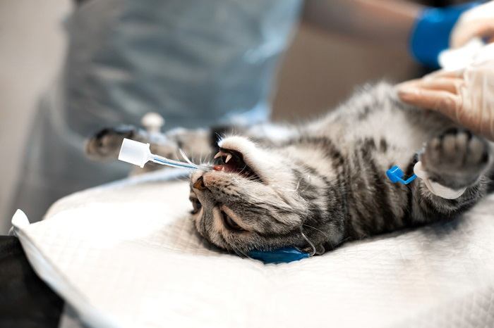 A cat receiving inhalant anesthetics, possibly as part of a medical procedure or treatment for sickness.