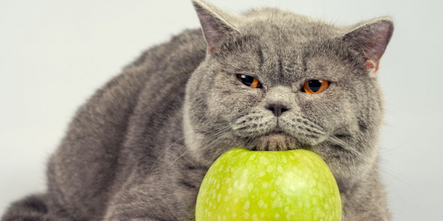 250 of the Cutest Food Names for Cats Who Love to Snack